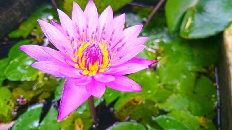 close-up, beach, plant, fragility, beauty in nature, pink, petal, flower head, growth, 4K, springtime, pond, lotus flowers, lotus water lily, flower, purple