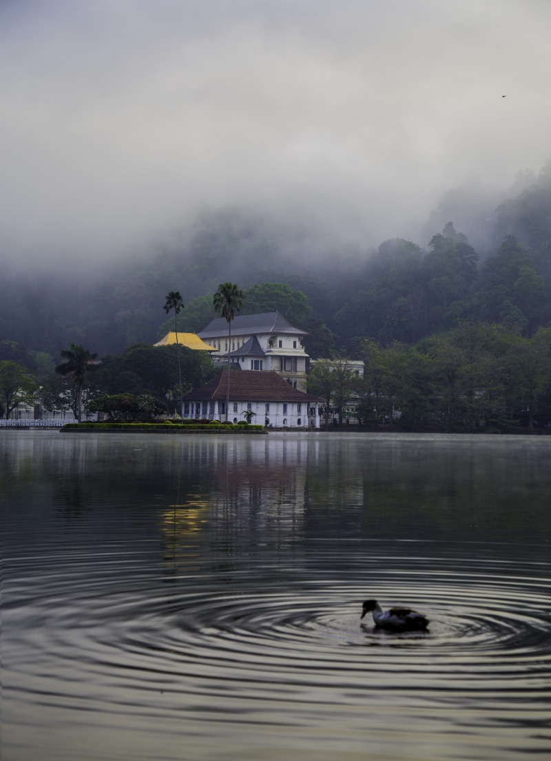 plant, mist, water, outdoors, cloud - sky, no people, relic, asia, tree, 4K, bird, animal wildlife, vertebrate, animals in the wild, built structure, buddhist