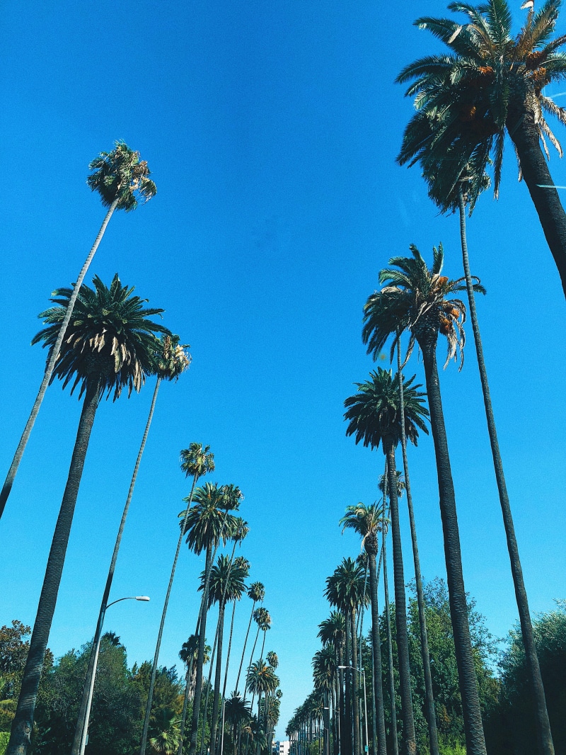 trunk, trees, coconut palm tree, nature, los angeles, no people, beauty in nature, palm tree, tropical climate, tall - high, growth, tree, palm trees, palm leaf