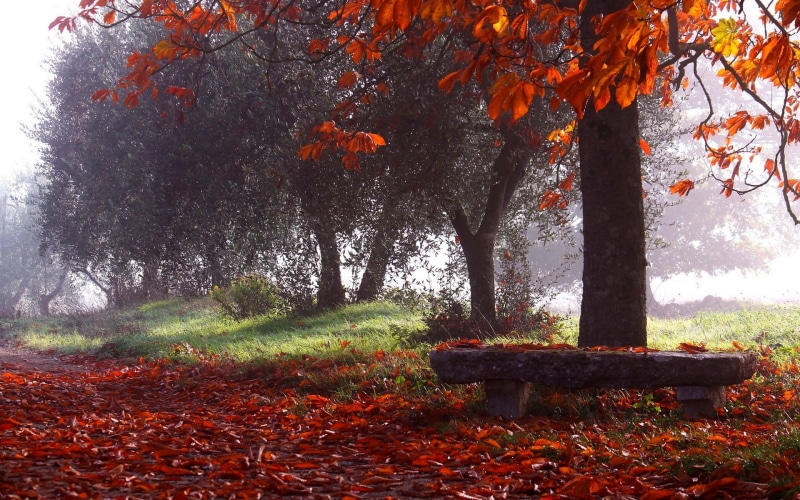 bench, no people, photography, trunk, red, change, plant part, outdoors, morning, land, plant, mist, fall, scenics - nature, landscape, park, leaves, orange color