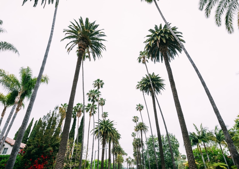 united states, tranquility, travel, nikon, 4K, palm trees, land, green color, low angle view, no people, tropical climate, tropical tree, california, trunk