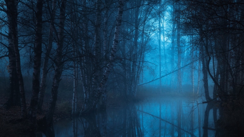 twilight, woodland, 4K, tree, blue landscape, water, swamp, blue hour, forest, wetland, riparian forest, darkness