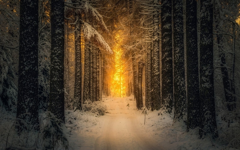 direction, scenics - nature, treelined, 1080P, road, landscape, path, morning, plant, trees, sunlight, Finland, beauty in nature, sunset, land, non-urban scene