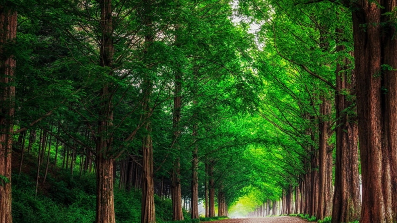tree trunk, trees, woodland, no people, plant, outdoors, leafed, trunk, growth, nature, bamboo - plant, day, lush foliage, scenics - nature, tree canopy