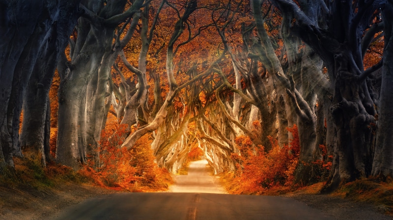 outdoors, scenics - nature, landscape, magic, leaves, nature, sunbeam, tree, transportation, romantic, land, atmosphere, beauty in nature
