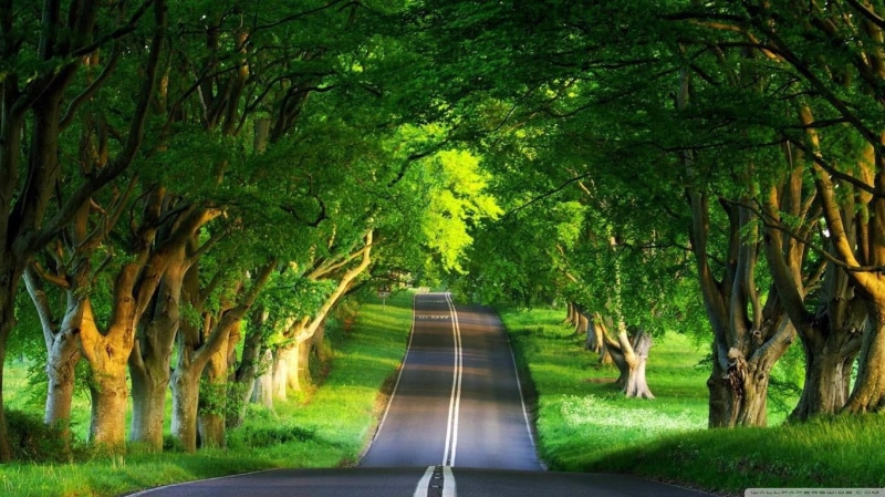 green color, land, the way forward, forest, leafed, scenics - nature, winding, transportation, landscape, direction, beauty in nature, 720P, tree trunk