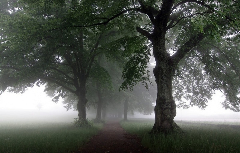 day, tranquility, environment, green, morning, grass, plant, trunk, trees, scenics - nature, path, direction, fog, beauty in nature, 480P, treelined, growth