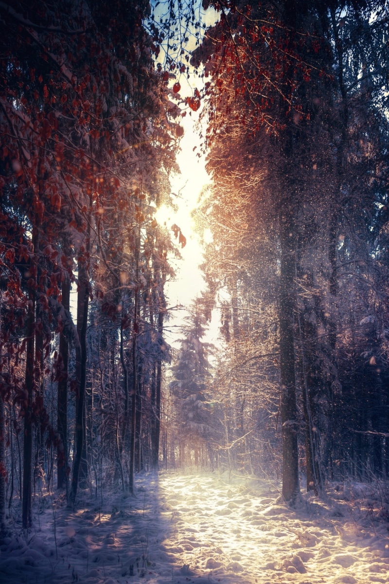 growth, photography, 1080P, treelined, tree, sky, sunlight, tranquility, beauty in nature, day, portrait display, woodland, no people, winter, sun, forest