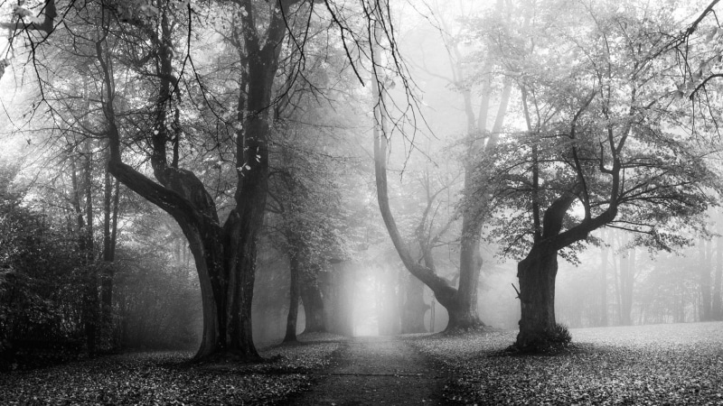 path, trees, leaves, tranquility, spooky, two, dirt road, branch, landscape, forest, 1080P, environment, beauty in nature, land, outdoors, white, black