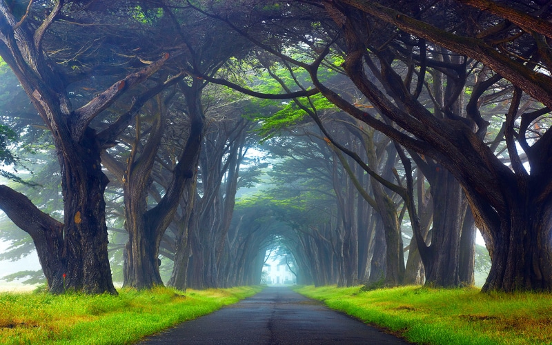 tunnel, plant, vanishing point, scenics - nature, california, trees, way, trunk, green color, tree, seashore, nature, the way forward, point