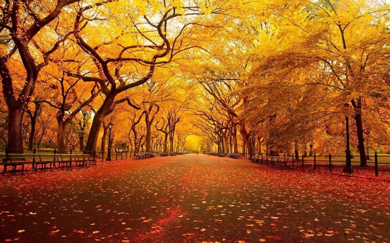 idyllic, 1080P, autumn, change, leaves, beauty in nature, diminishing perspective, treelined, trees, tranquility, footpath, landscape, fall, tree, the way forward