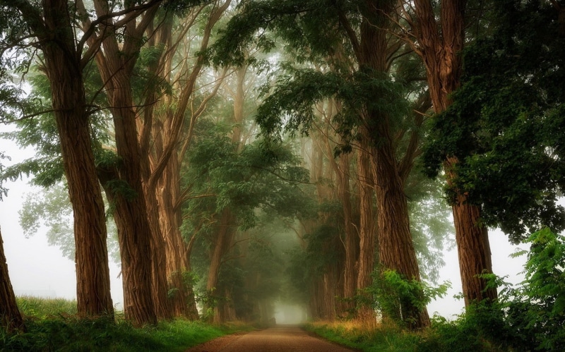 tranquility, forest, morning, 720P, mist, land, road, no people, tree trunk, day, growth, trees, non-urban scene, nature, transportation, dirt road, trunk