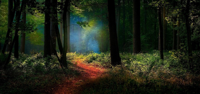 forest, nature, landscape, sunlight, growth, land, tranquility, remote, beauty in nature, no people, plant, tree, day, mist, tranquil scene, trunk, tree trunk