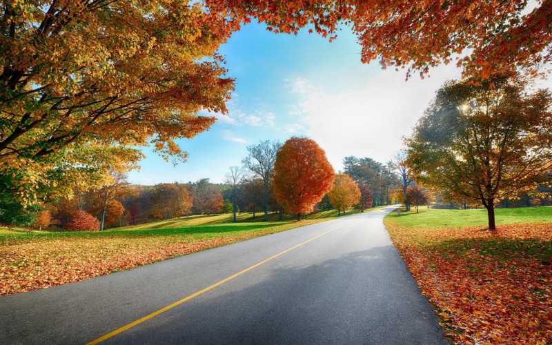 fall, maple, 1920x1200, tree, country, road, autumn, 1080P, world