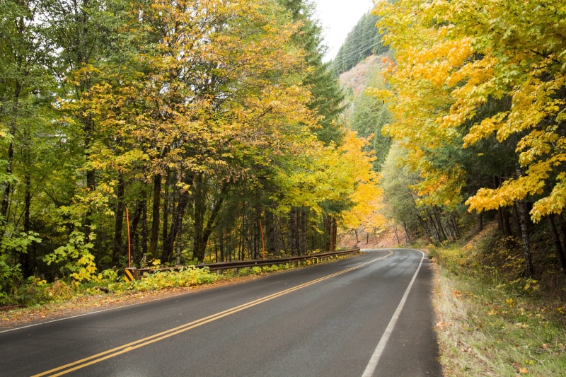 day, leaves, autumn, rural road, beauty in nature, plant, countryside, the way forward, fall, asphalt, country road, country, dividing line, marking, foliage