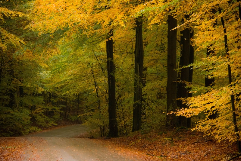 tree, model, skog, s18, landscape, state, nature, ƒ / 5, träd, city, gold Colored, woods, yellow, canon, outdoors, camera, road, lens, scenics, f/3.5, beauty In Nature