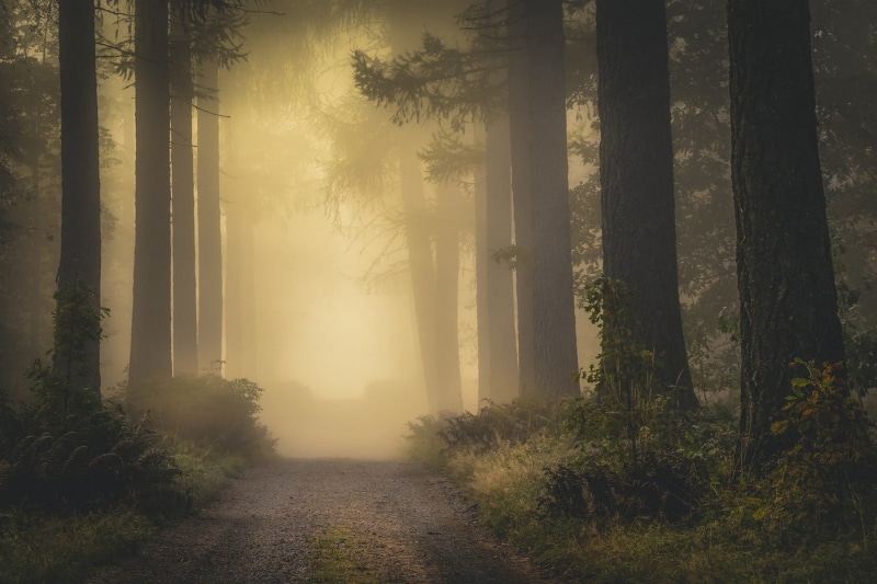 scenics - nature, tree trunk, mist, atmospheric, scenics, nature, season, land, tall, trees, light - Natural Phenomenon, forest, sunset, rural Scene, fantasy