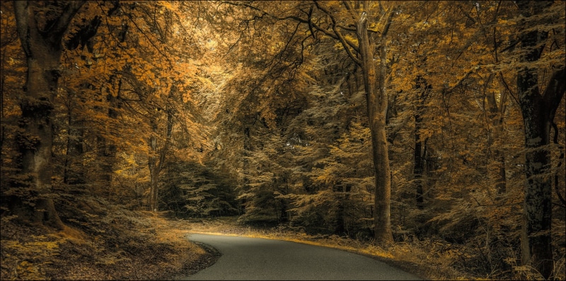 tranquility, no people, country, change, country road, fall, landscape, path, forest, growth, autumn, autumn collection, treelined, land, photography, nature