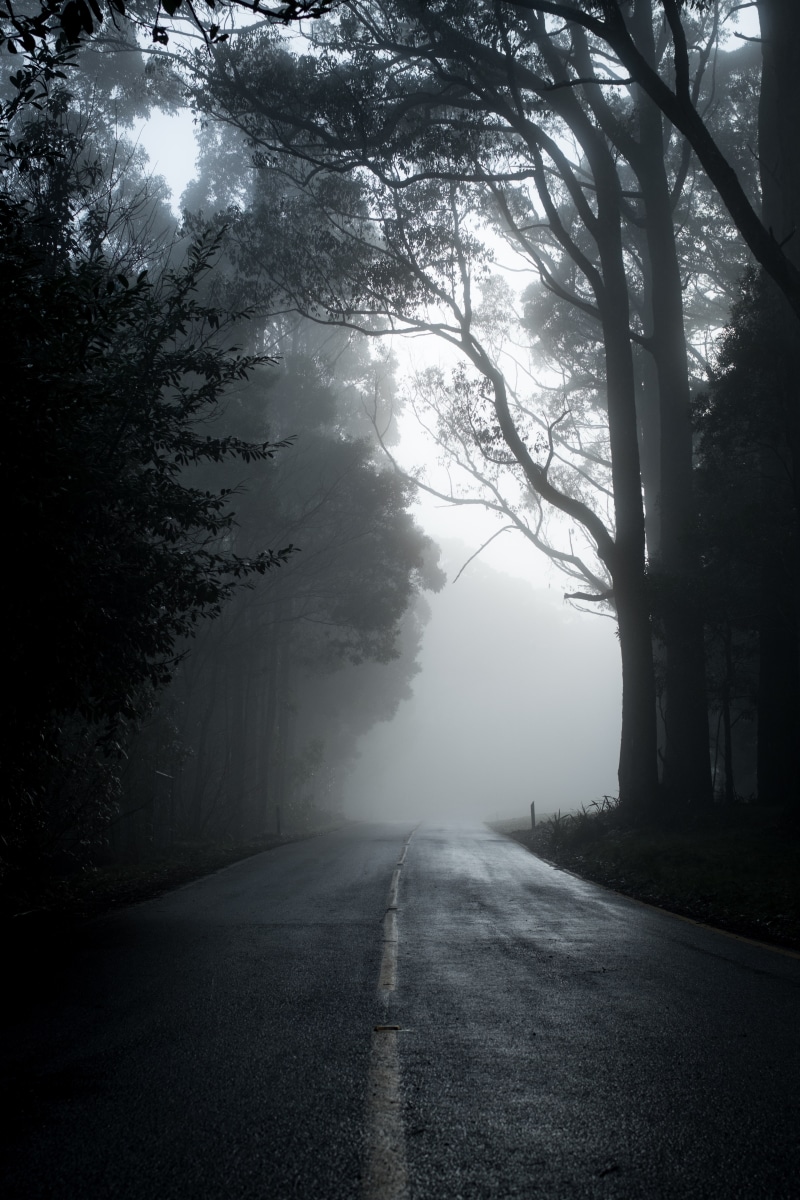 5K, emptiness, asphalt, trees, fog, road