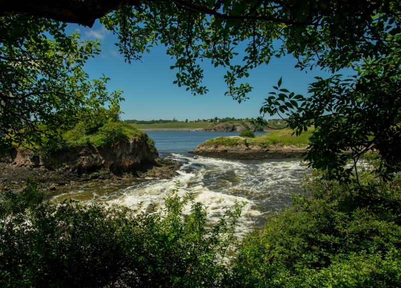 green color, river, tranquil scene, low tide, landscape, forest, water, city, 4K, growth, flowing water, fundy tides, non-urban scene, plant, outdoors