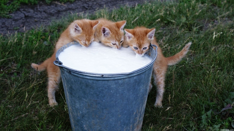 animal, domestic cat, plant, bucket, one animal, outdoors, three, vertebrate, domestic animals, animal themes, drinking, animals, kittens, mammal, pets