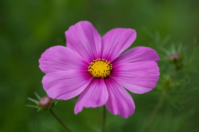 beauty In Nature, botanical garden, petal, macro, close-up, 5K, pink, photography, summer, focus, flower, plant, Pretty in Pink, oslo, petaled, Botanisk hage
