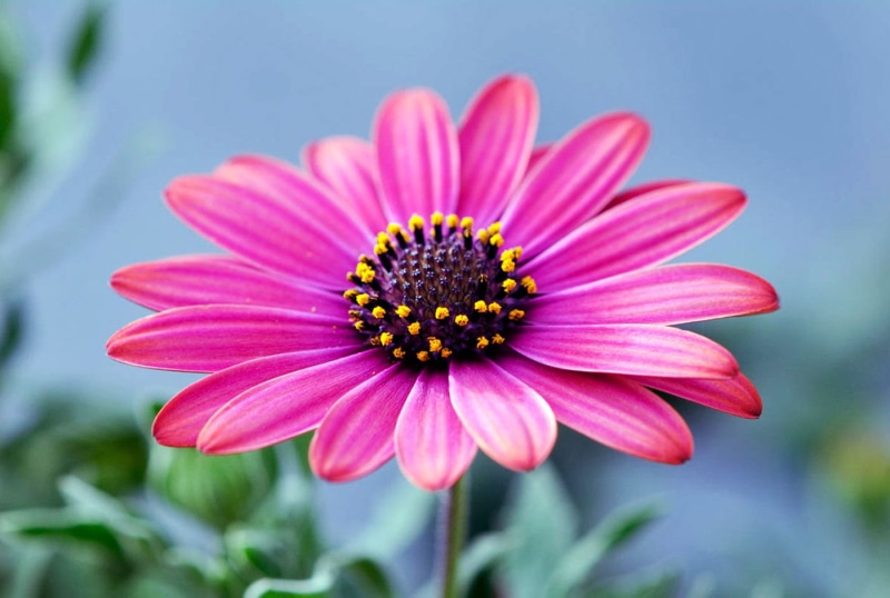 nature, petal, Crown, Plant, daisy, Plante, summer, shallow focus, Fleur, close-up, 720P, pink Color, Flower, pink, focus, shallow, photography