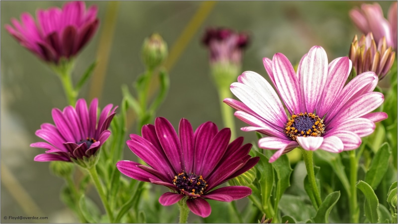 petaled, nature, flowers, selective, 1080P, summer, flower, pink, plant, photography, petal, flower Head, pink Color, beauty In Nature