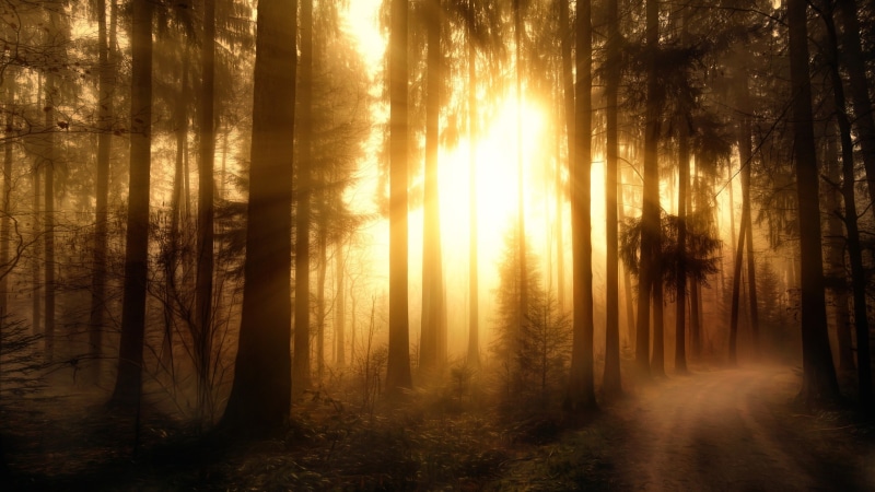 sunlight, 2K, Trees, Forest, Rays, yellow, Misty, Sun