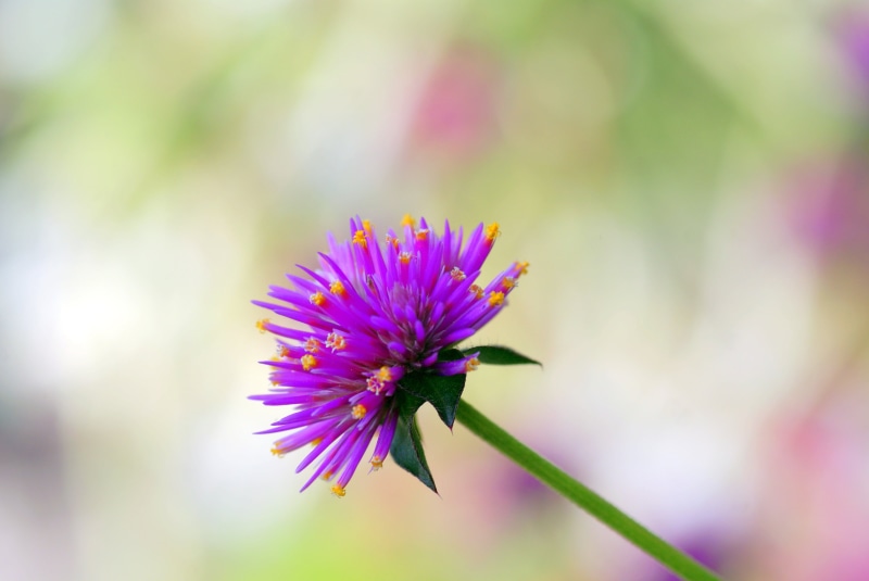 pure, si, focus, flower, flower  flower, nature, flower Head, selective, selective focus, summer, fleur, et, purple, 4K, plant, close-up, petal, photography