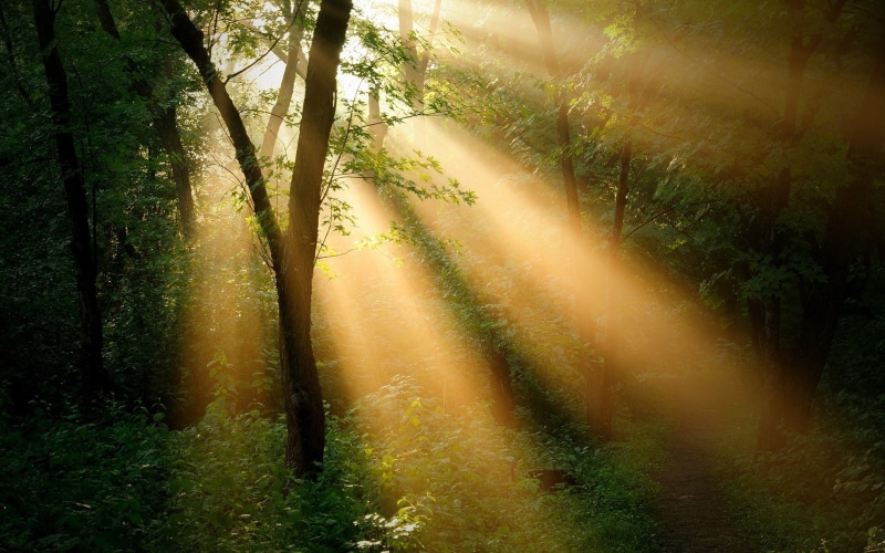 Sun, Nature, Forest, 1080P, Rays, Landscape, Trees