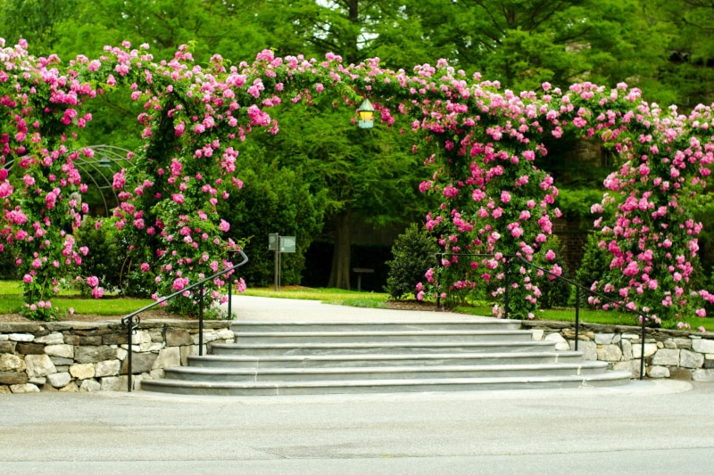 canopy, Longwood Gardens, the bushes, 1080P, roses, USA, lawn, steps, flowers, Park, track, ladder, trees