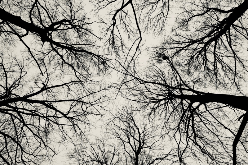 branch, forest, kahl, sky, tranquility, day, beauty in nature, tree canopy, scenics - nature, outdoors, tranquil scene, branches, winter, 4K, no people