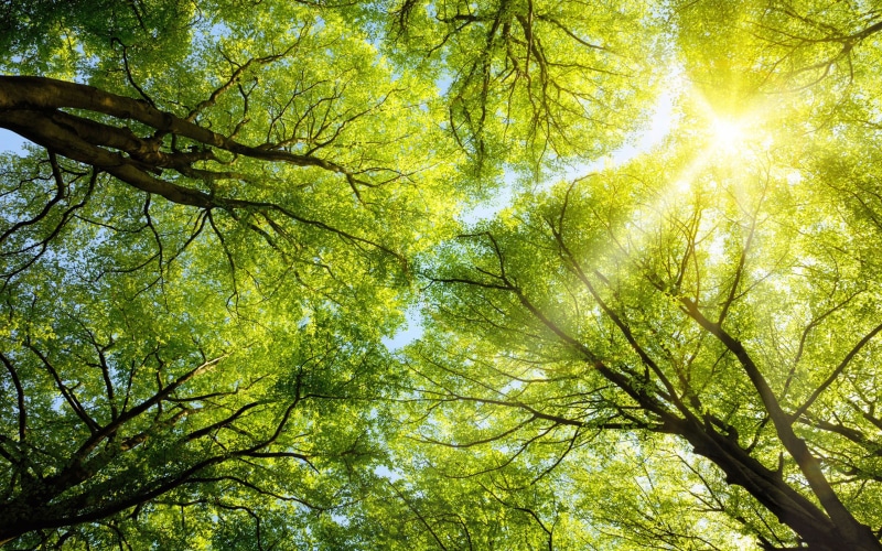 beech, warm, tall, canopy, trees, sun, 2K, spring