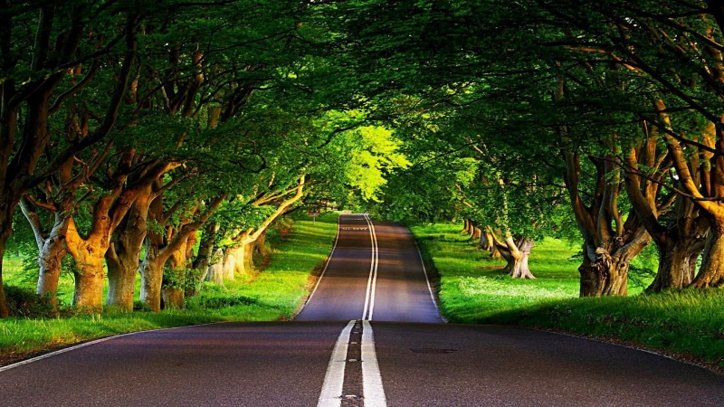 canopy, road, trees, 1080P, way