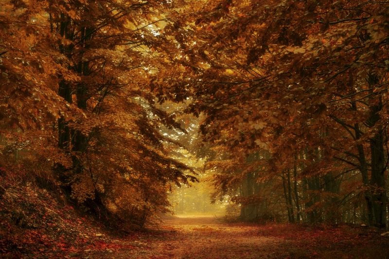 fall, nature, land, scenics - nature, tree, plant, change, 5K, dirt road, day, tranquility, outdoors, orange color, forest, non-urban scene, brown, leaves