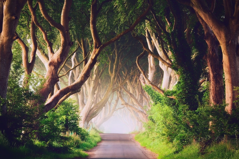 1080P, tree trunk, day, tree, trees, tranquility, green color, green, footpath, tranquil scene, outdoors, branch, road, no people, beauty in nature, land