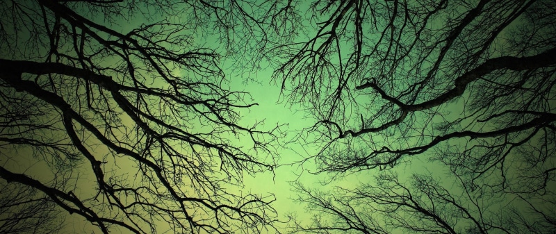 land, outdoors, tranquil scene, dusk, 2K, tree canopy, branch, plant, tranquility, photography, tree, beauty in nature, forest, bare tree, silhouette