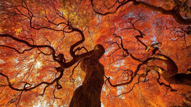 tree canopy, tree, 1080P, nature, landscape