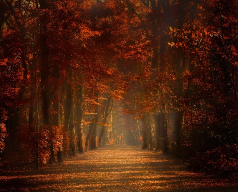 plant, autumn collection, scenics - nature, woodland, autumn, tree canopy, amber, the way forward, land, direction, tranquility, path, 720P, change, trees