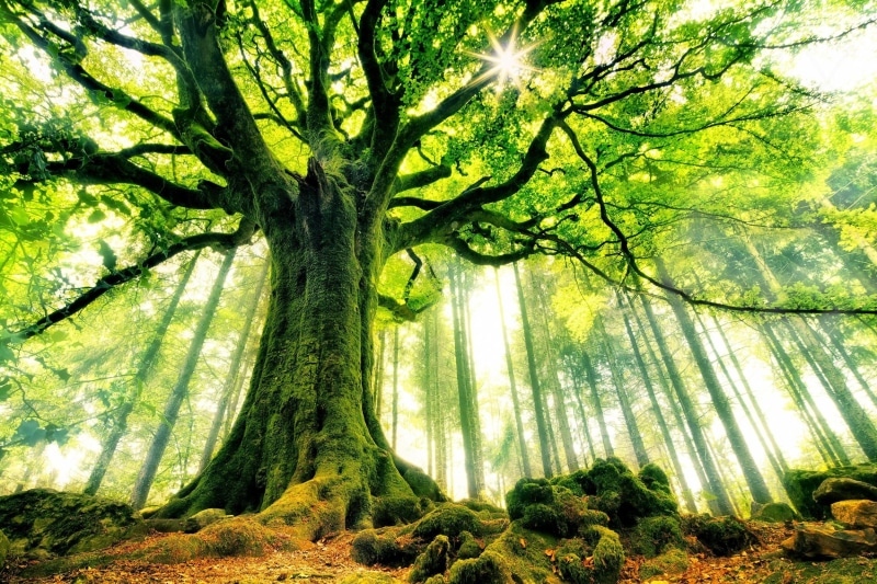 1080P, low angle view, brightly lit, nature, streaming, green, green color, non-urban scene, scenics - nature, tree, trunk, sunlight, mossy, branch, no people