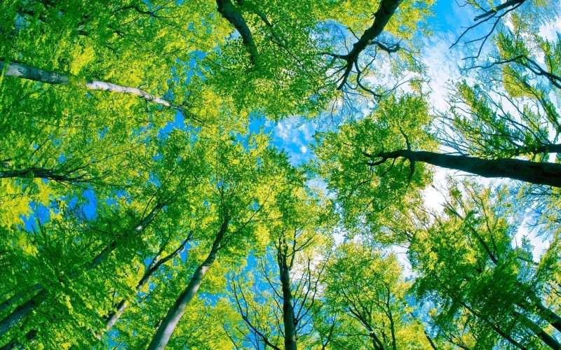directly below, bamboo - plant, sunlight, scenics - nature, growth, day, land, sky, tree, 1080P, tree canopy, plant, no people, green color, tranquility