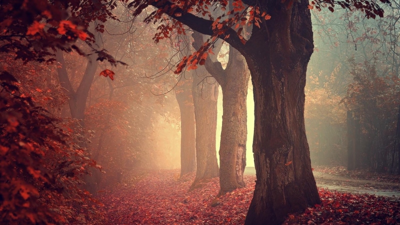 tree trunk, land, nature, branch, streaming, plant part, trunk, mist, autumn collection, beauty in nature, no people, trees, leaves, outdoors, forest, brown