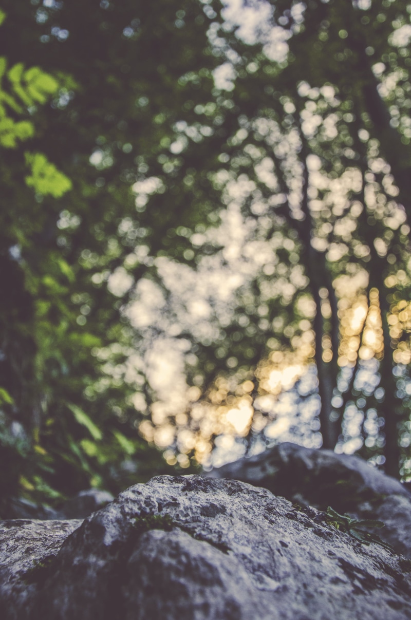 blury background, large, rock, branch, rock - object, forest, lichen, outdoor, tree, tree trunk, quiet, trunk, land, outdoors, solid, focus on foreground
