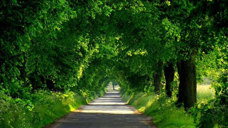 park, tranquility, forest, outdoors, treelined, path, grass, tree canopy, arch, foliage, 1080P, diminishing perspective, road, dappled sunlight, beauty in nature