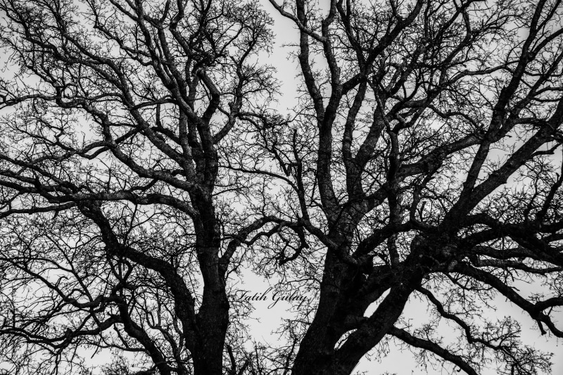 white, beauty in nature, trunk, black, tree canopy, branch, tree, cherry blossom, full frame, scenics - nature, outdoors, backgrounds, no people, trees