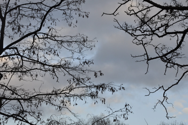 blue, vertebrate, outdoors, no people, branches, winter, low angle view, spring, bare tree, sunset, forest, abendstimmung, directly below, tree, tree canopy