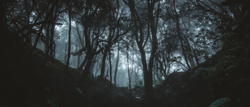 trunk, forest, woodland, 500px, silhouette, beauty in nature, tree trunk, branch, land, tranquil scene, dark, trees, white, tranquility, black, growth