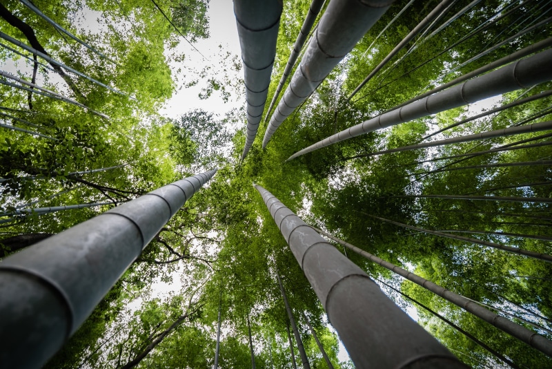 tree canopy, view, growth, land, trees, tall - high, person, vehicle, tree trunk, pipeline, quake, day, patio, pergola, nature, green, architecture, 4K