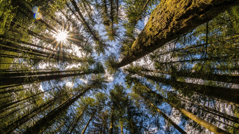 Moulton Falls, trees, tree, outdoors, forest, nature, non-urban scene, coniferous tree, no people, beauty in nature, streaming, land, bamboo - plant, Washington state